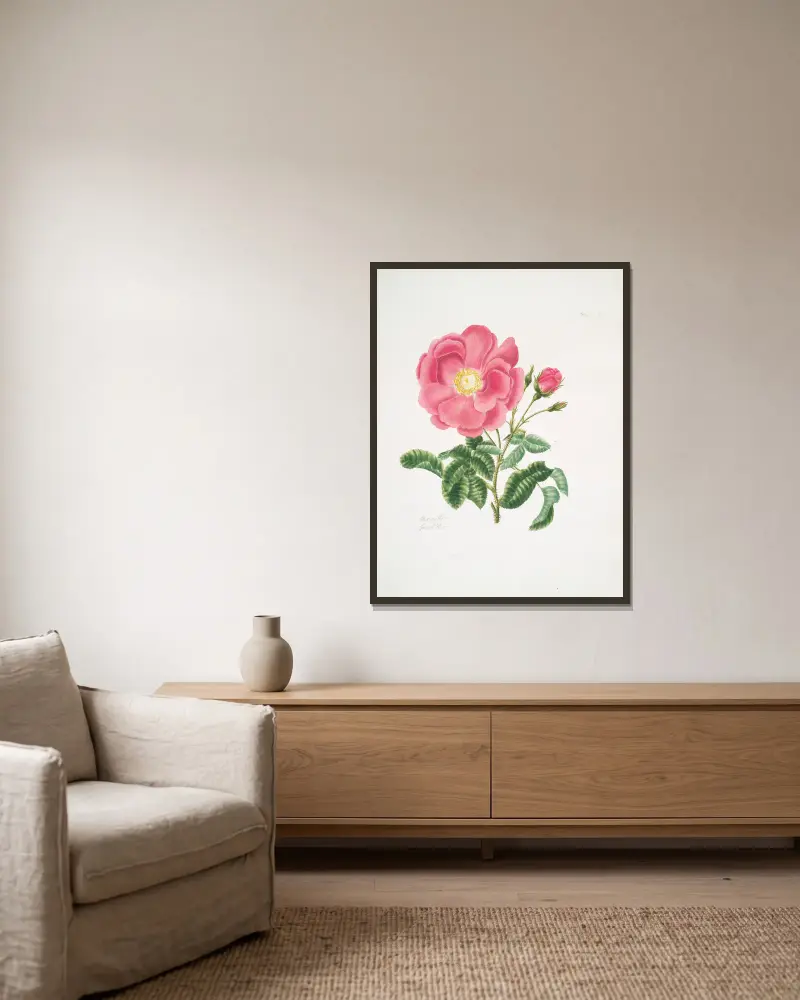 Rosa gallica2 av Mary Lawrance inramad på en vägg