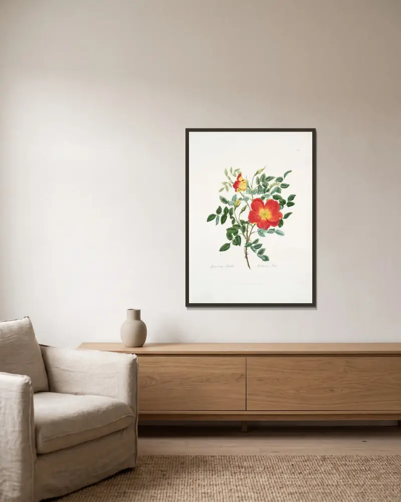 Rosa lutea-bicolor av Mary Lawrance inramad på en vägg
