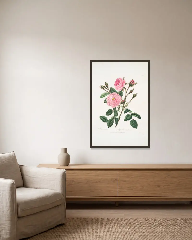 Rosa muscosa av Mary Lawrance inramad på en vägg