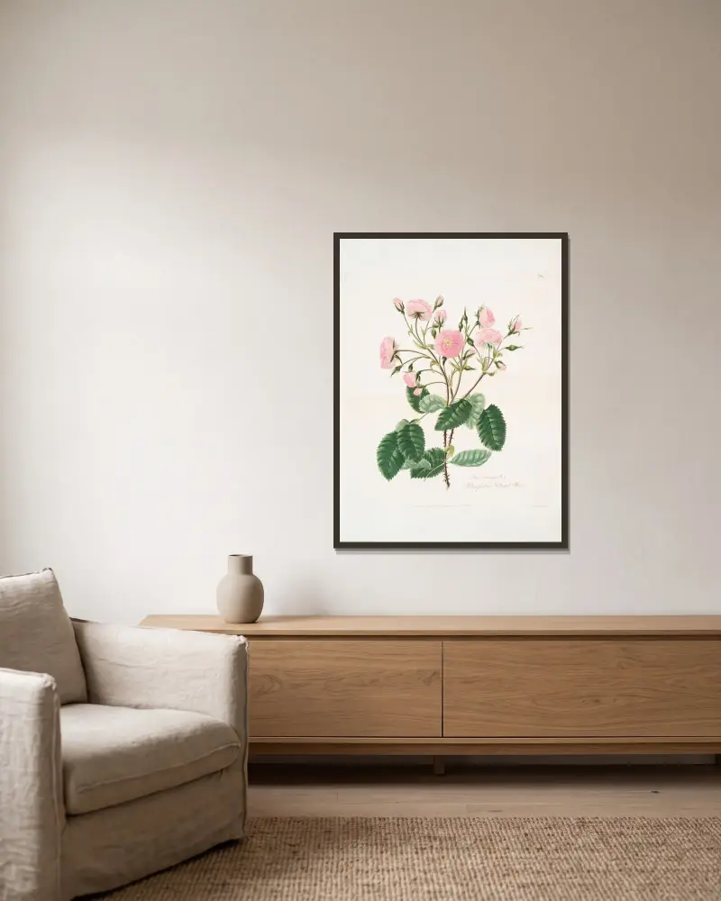 Rosa provincialis, 1799 – nr 1, Mary Lawrance w ramie na ścianie