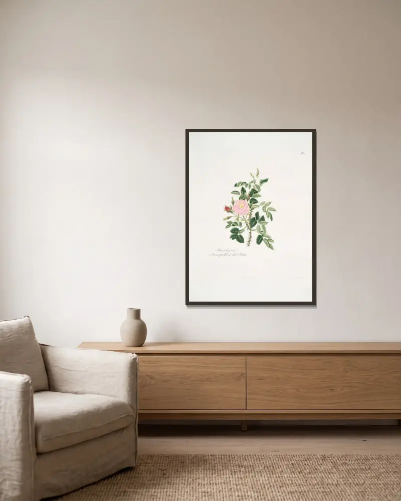 Rosa rubiginosa von Mary Lawrance gerahmt an einer Wand