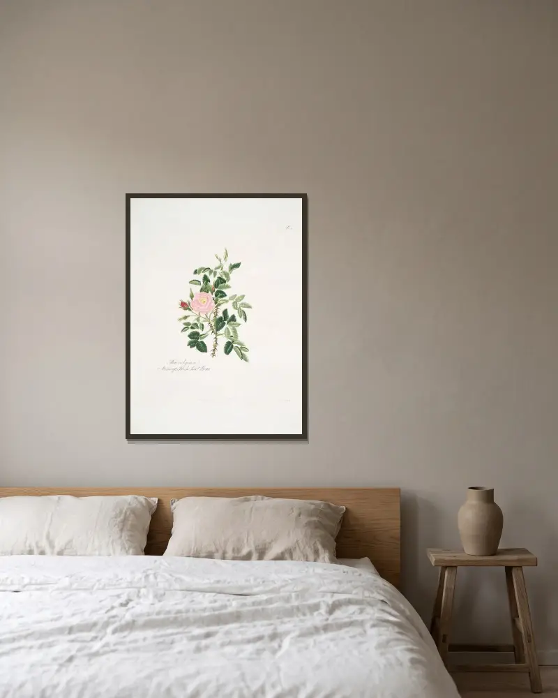 Rosa rubiginosa von Mary Lawrance gerahmt an einer Wand