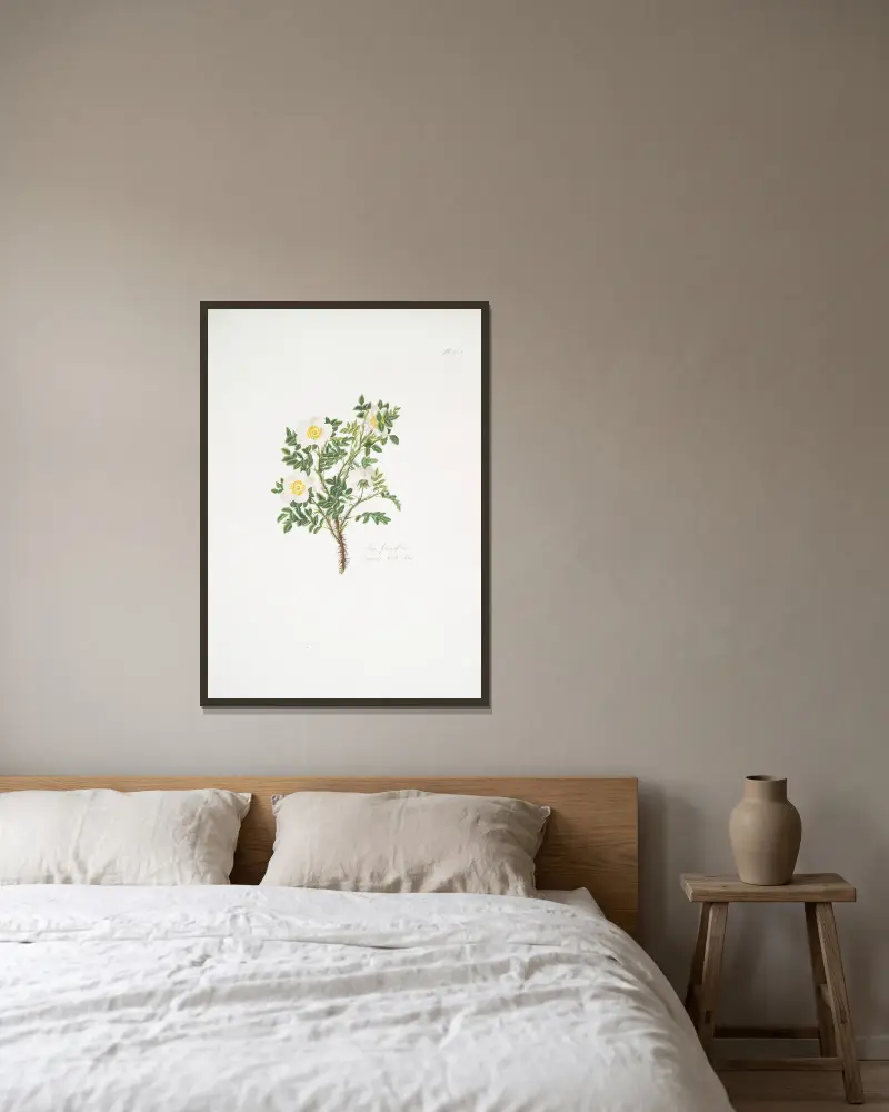 Rosa spinosissima3 av Mary Lawrance inramad på en vägg