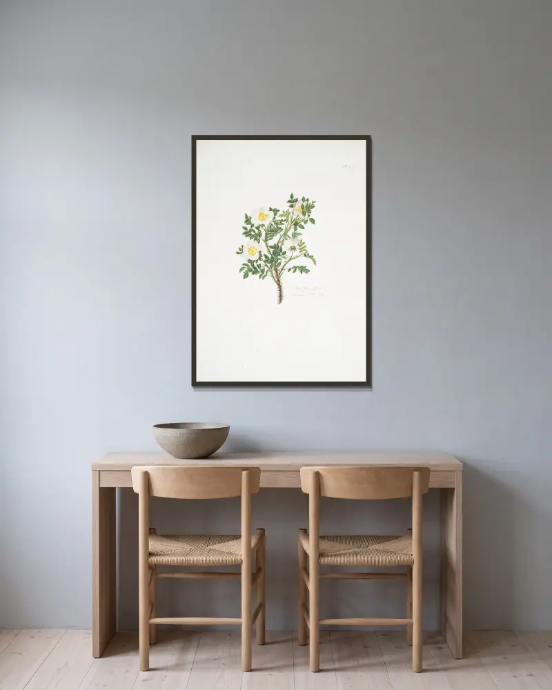 Rosa spinosissima3 av Mary Lawrance inramad på en vägg
