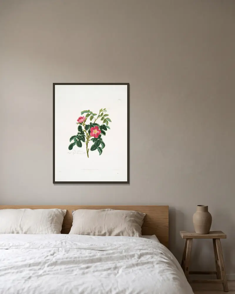 Rosa villosa2 av Mary Lawrance inramad på en vägg