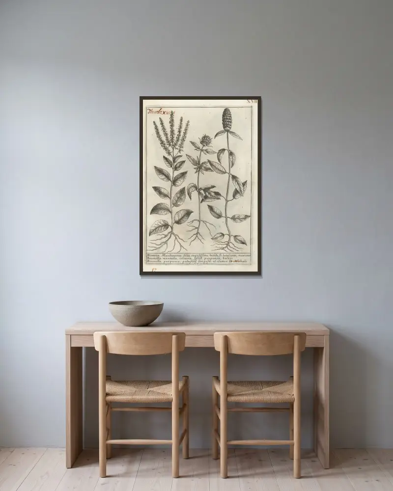 Catalogus plantarum horti Pisani Pl.17 av Michelangelo Tilli inramad på en vägg
