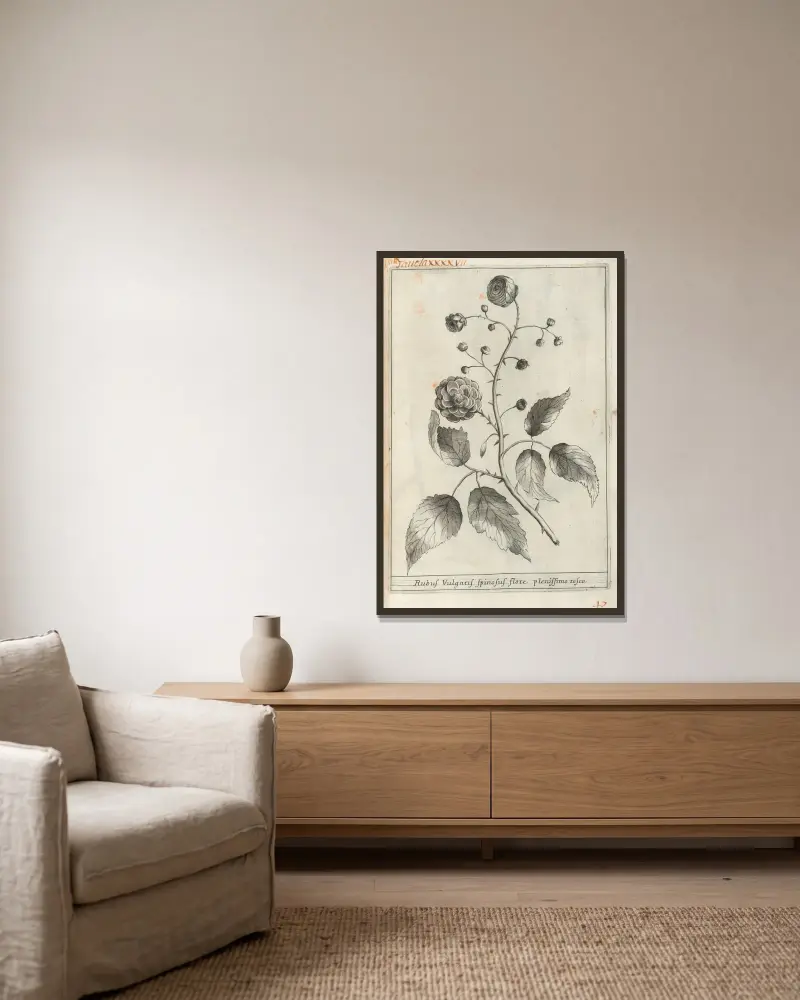 Catalogus plantarum horti Pisani Pl.47 av Michelangelo Tilli inramad på en vägg