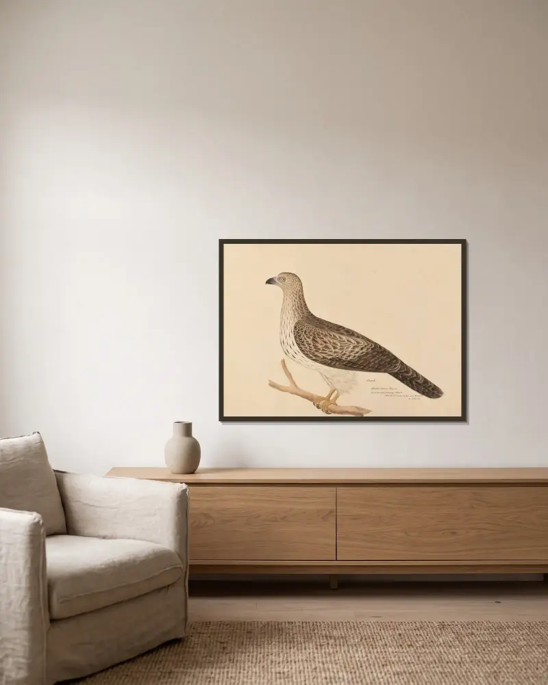 Hawk. Hindoostanee Byree av Miss Gough inramad på en vägg