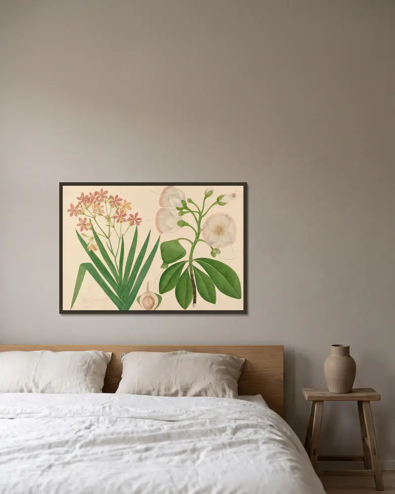 Tygarstjärna. Denna vackra blomma är från vår trädgård, namn okänt av Miss Gough inramad på en vägg