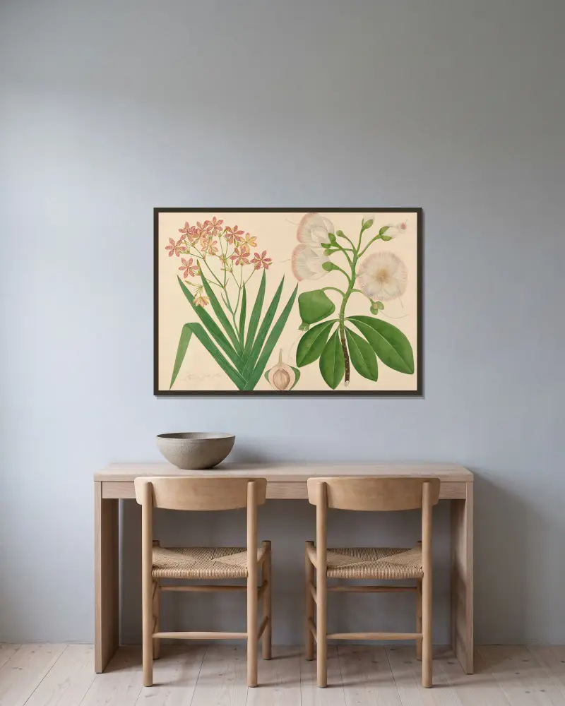 Tygarstjärna. Denna vackra blomma är från vår trädgård, namn okänt av Miss Gough inramad på en vägg