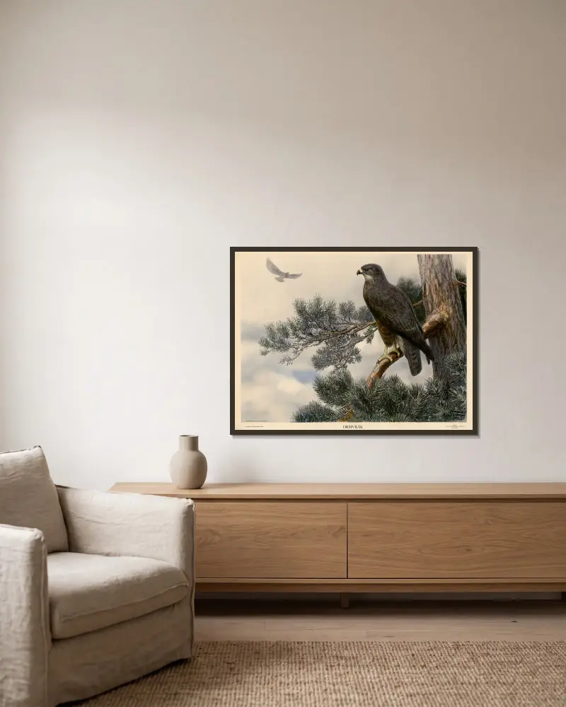 Mäusebussard von Nils Tirén gerahmt an einer Wand