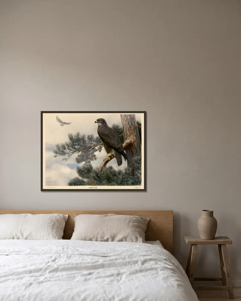 Mäusebussard von Nils Tirén gerahmt an einer Wand