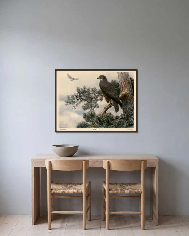 Mäusebussard von Nils Tirén gerahmt an einer Wand