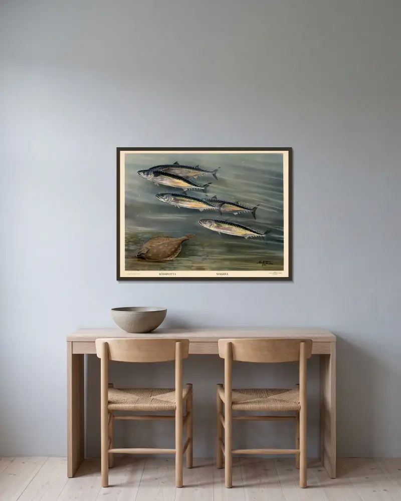 Rotzunge. Makrele. von Nils Tirén gerahmt an einer Wand