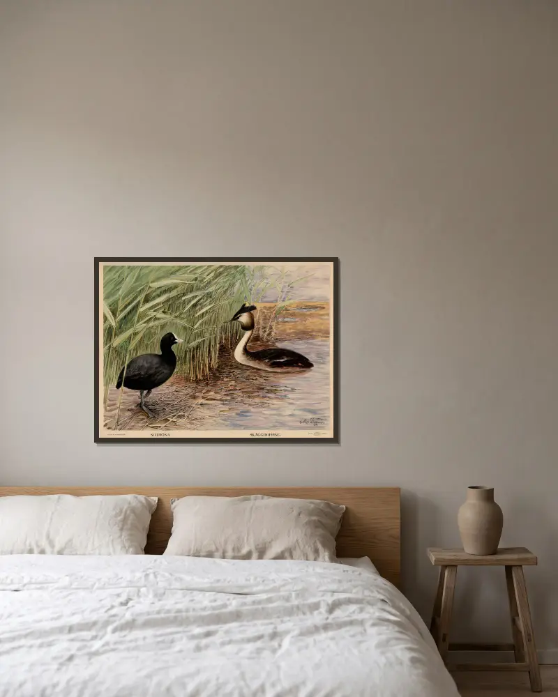 Blässhuhn. Haubentaucher von Nils Tirén gerahmt an einer Wand