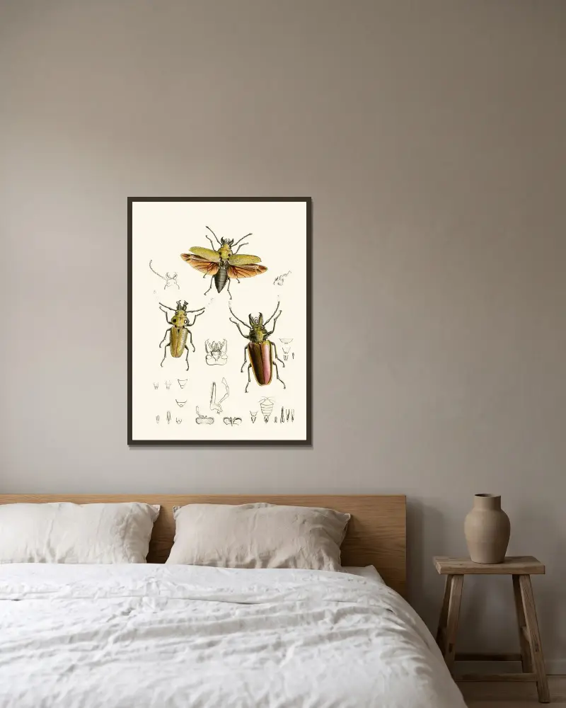 Das Kabinett der orientalischen Insekten, Taf. XXIV von John Obadiah Westwood gerahmt an einer Wand