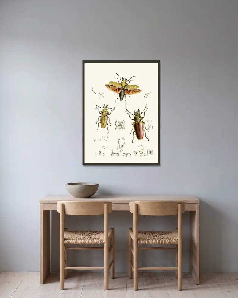 Das Kabinett der orientalischen Insekten, Taf. XXIV von John Obadiah Westwood gerahmt an einer Wand