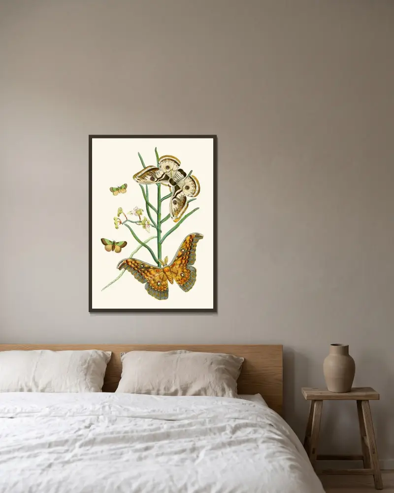 Das Kabinett der orientalischen Entomologie Pl. XXV von John Obadiah Westwood gerahmt an einer Wand