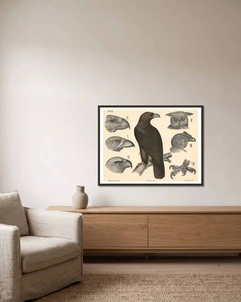 Vögel. Raubvögel von Peter Dybdahl gerahmt an einer Wand