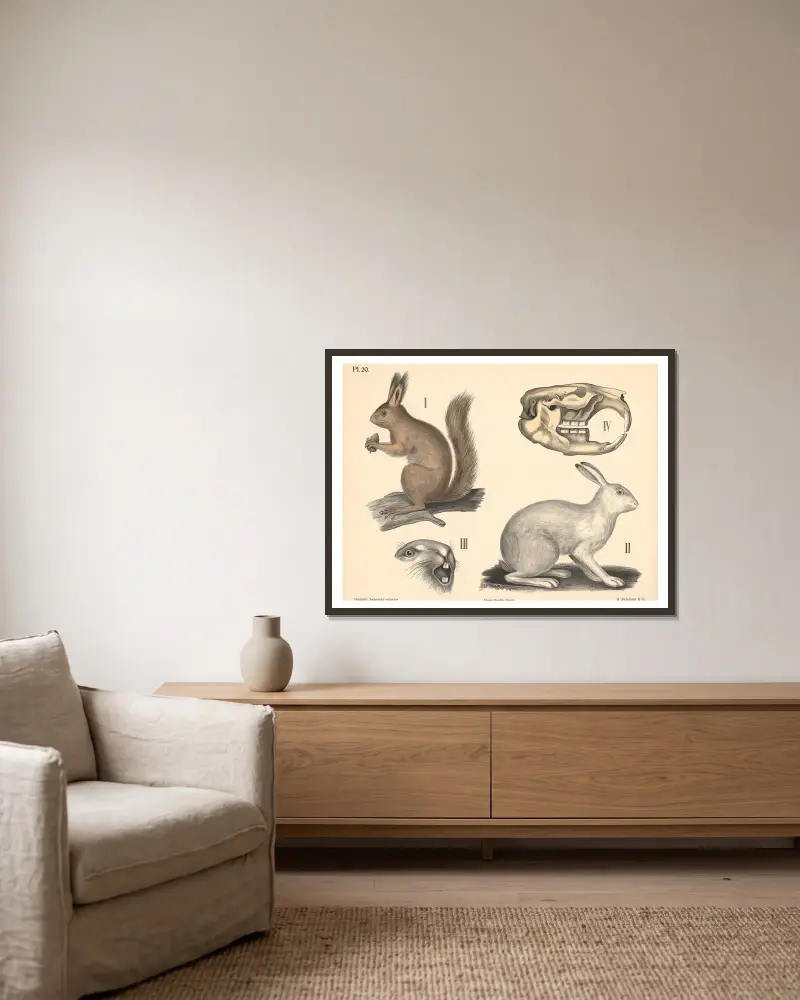 Säugetiere. Nagetiere, Variante 1. von Peter Dybdahl gerahmt an einer Wand