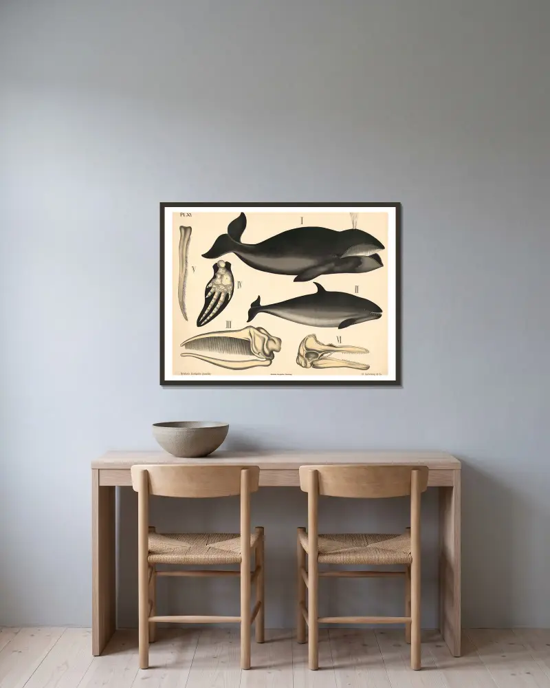 Säugetiere. Wale von Peter Dybdahl gerahmt an einer Wand
