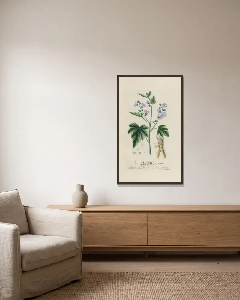 Černýš obecný, Pierre Philippe Alyon v rámu na stěně