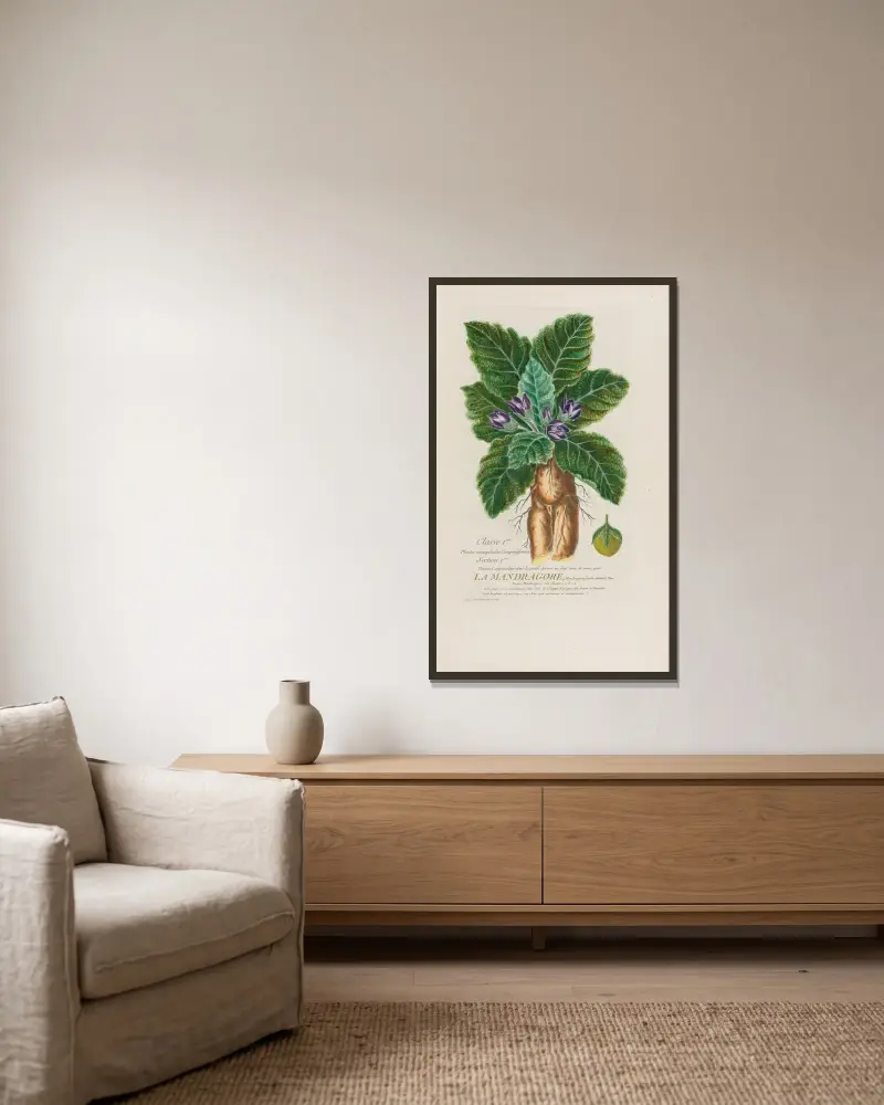 Alraune von Pierre Philippe Alyon gerahmt an einer Wand