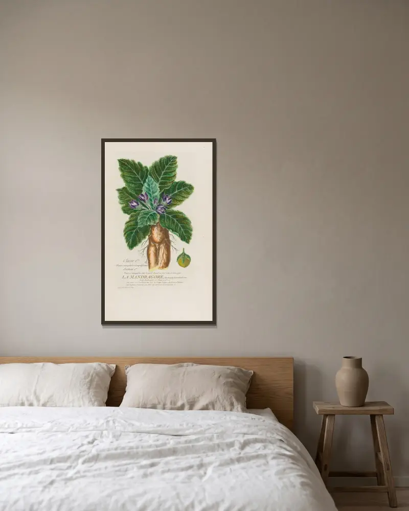 Alraune von Pierre Philippe Alyon gerahmt an einer Wand