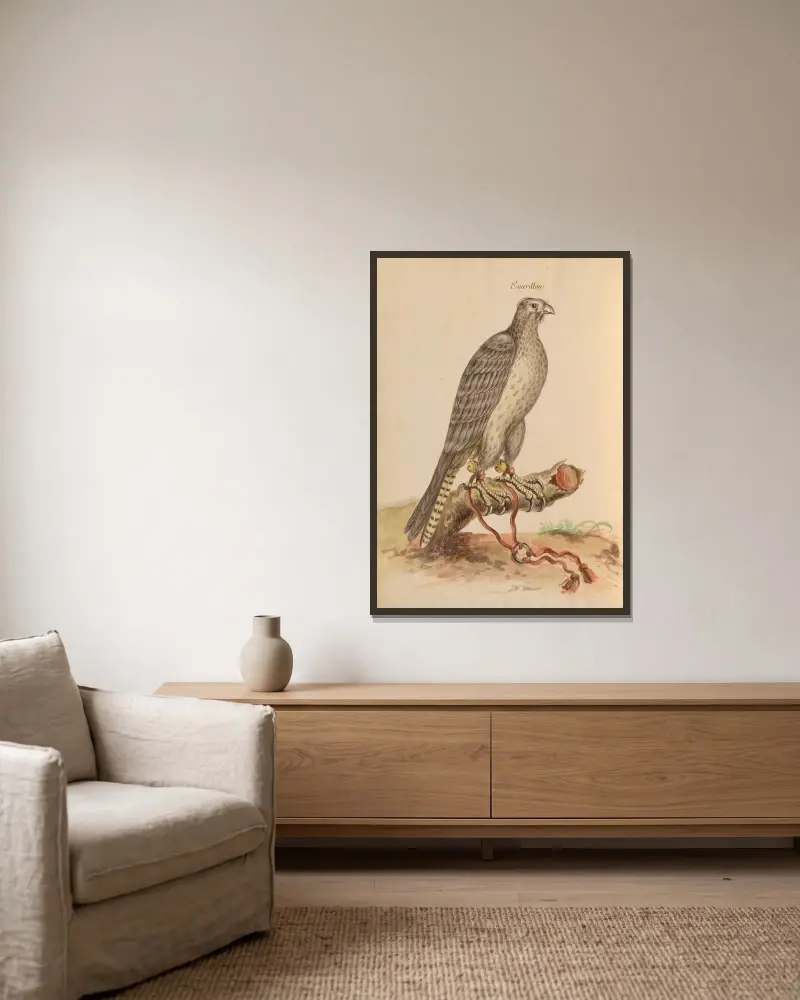 Oiseaux de la Ménagerie du Roi Pl.01 av Pieter Boel inramad på en vägg
