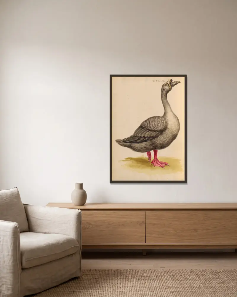 Oiseaux de la Ménagerie du Roi Pl.08 av Pieter Boel inramad på en vägg