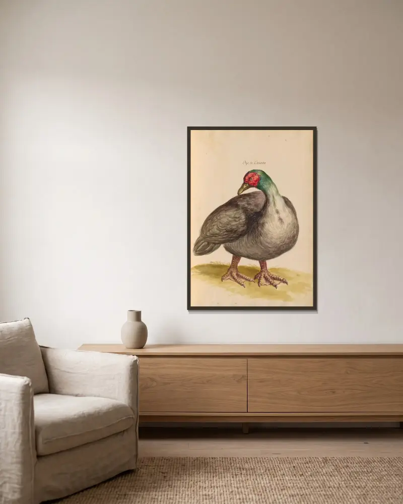 Oiseaux de la Ménagerie du Roi Pl.09 av Pieter Boel inramad på en vägg
