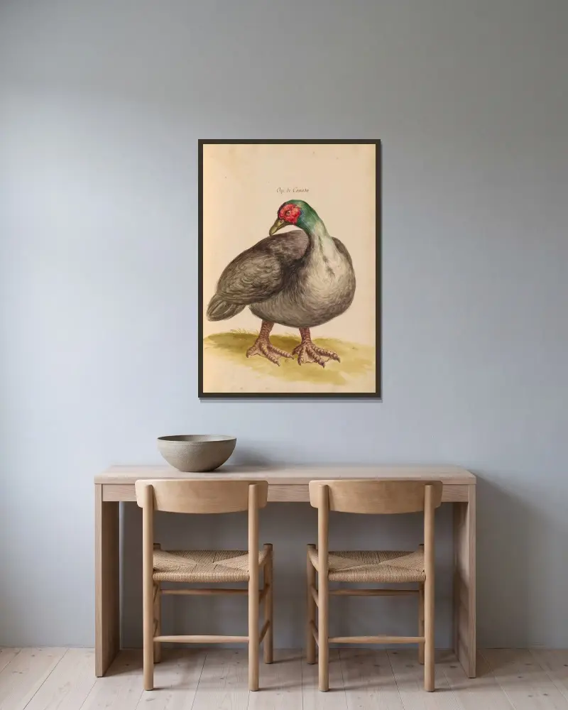 Oiseaux de la Ménagerie du Roi Pl.09 av Pieter Boel inramad på en vägg
