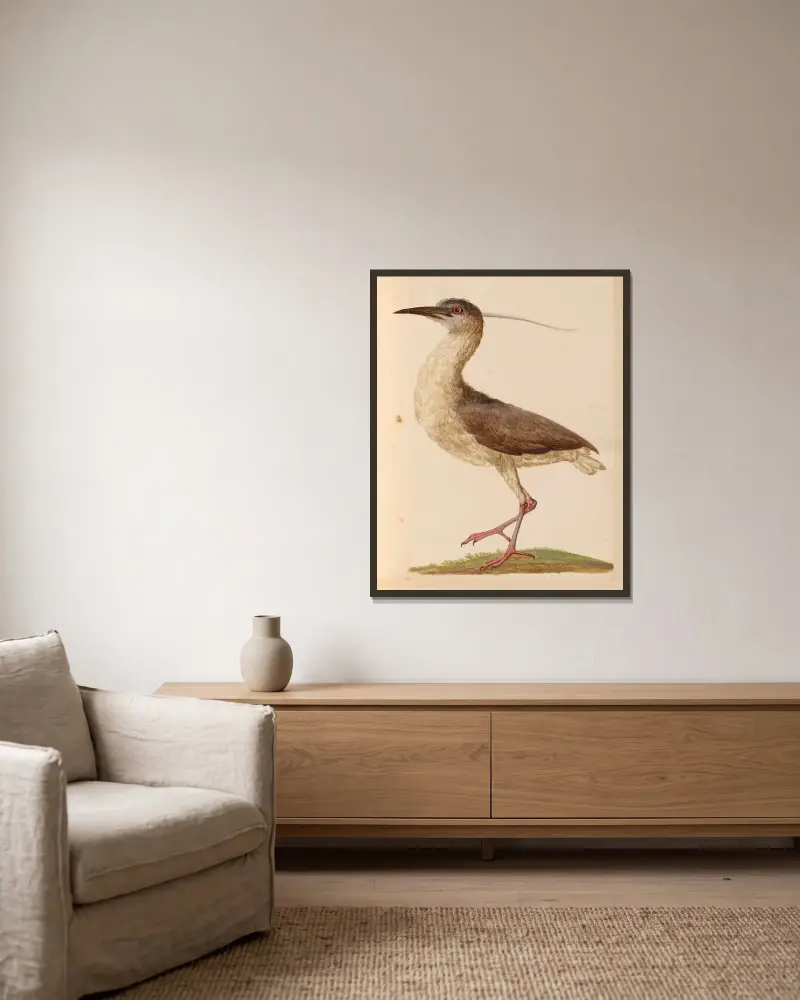 Vögel aus der Menagerie des Königs Taf. 17 von Pieter Boel gerahmt an einer Wand