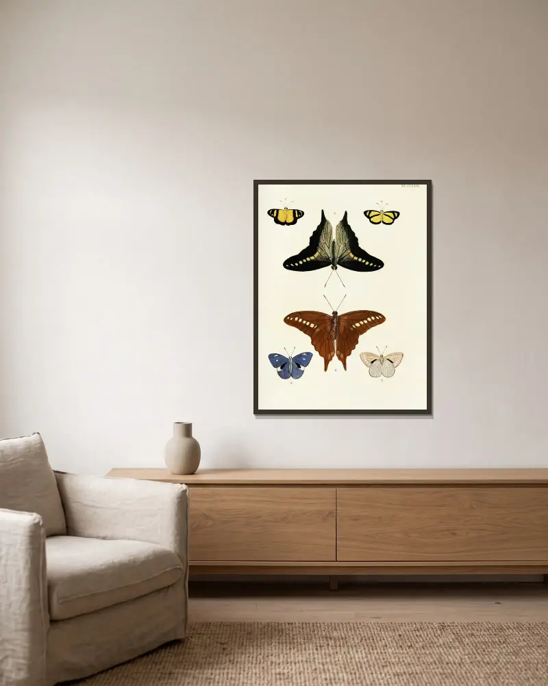 Foreign butterflies occurring in the three continents Asia, Africa and America Pl.426 av Pieter Cramer inramad på en vägg