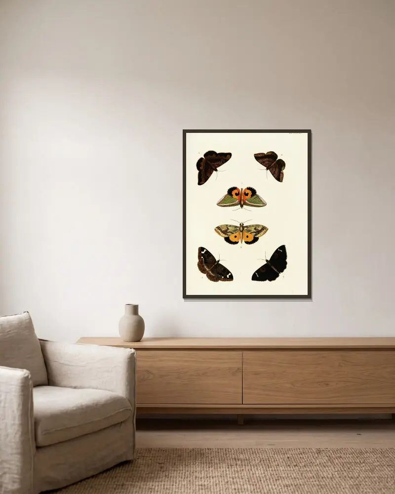 Foreign butterflies occurring in the three continents Asia, Africa and America Pl.421 av Pieter Cramer inramad på en vägg