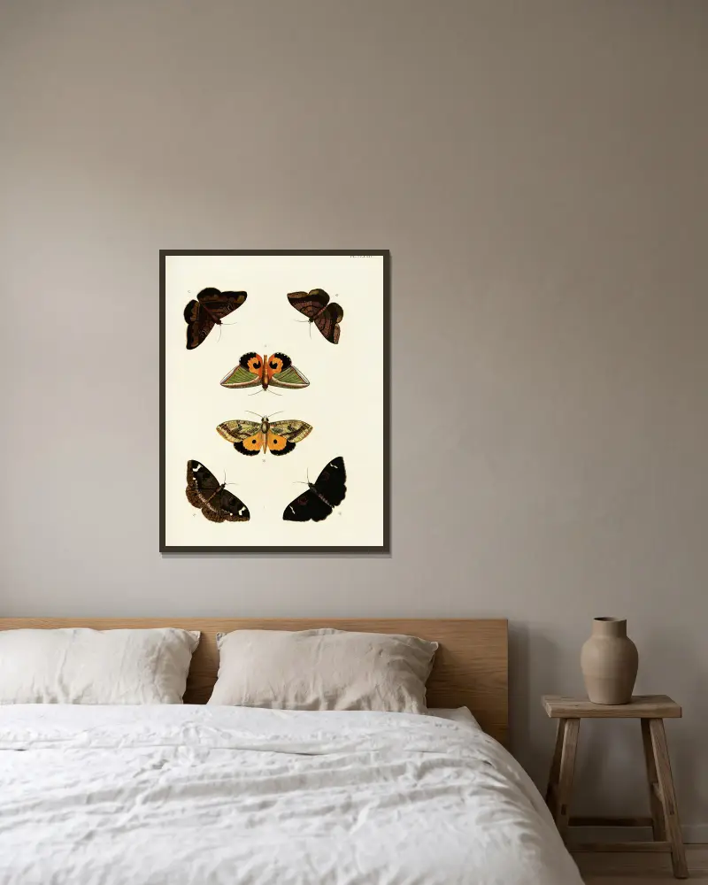 Foreign butterflies occurring in the three continents Asia, Africa and America Pl.421 av Pieter Cramer inramad på en vägg
