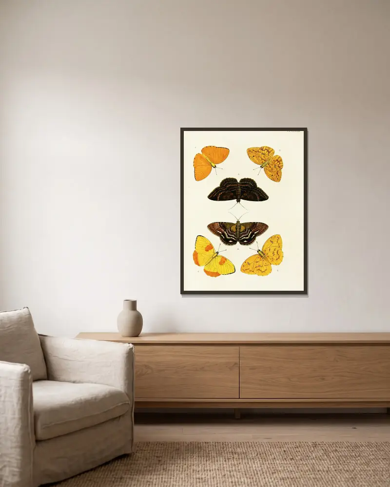 Foreign butterflies occurring in the three continents Asia, Africa and America Pl.420 av Pieter Cramer inramad på en vägg