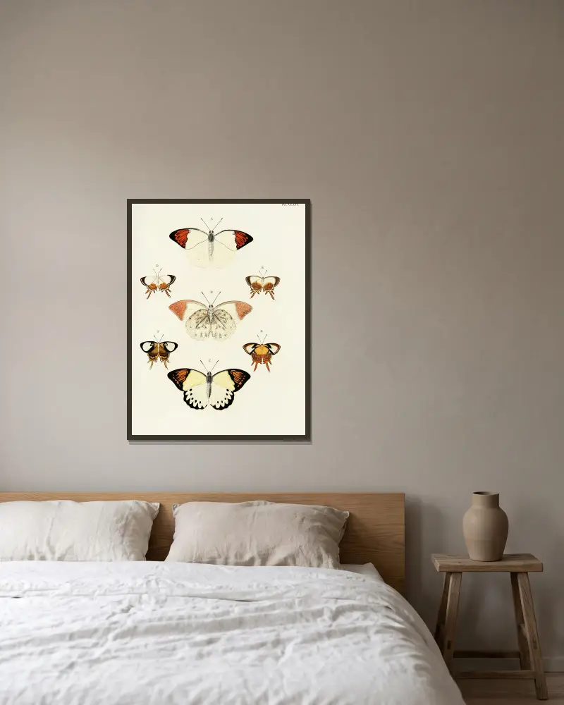 Foreign butterflies occurring in the three continents Asia, Africa and America Pl.411 av Pieter Cramer inramad på en vägg