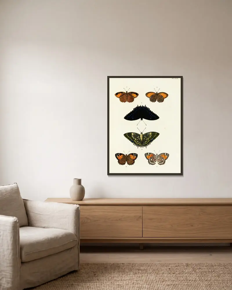 Foreign butterflies occurring in the three continents Asia, Africa and America Pl.408 av Pieter Cramer inramad på en vägg