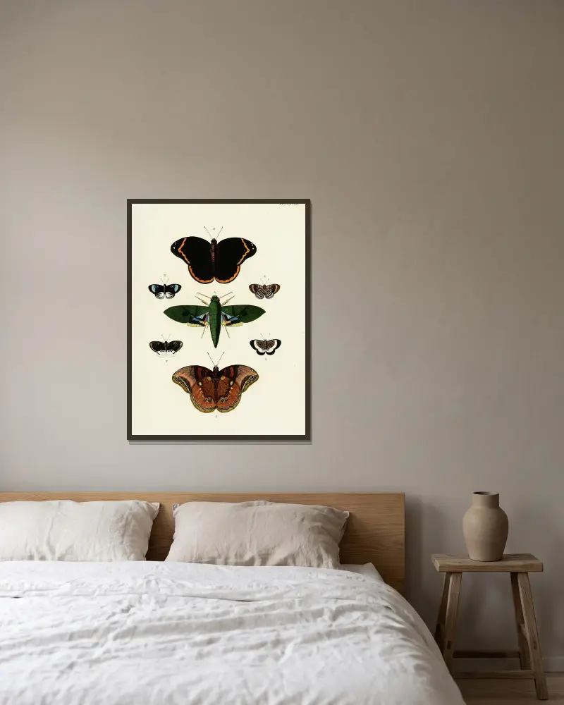 Foreign butterflies occurring in the three continents Asia, Africa and America Pl.431 av Pieter Cramer inramad på en vägg