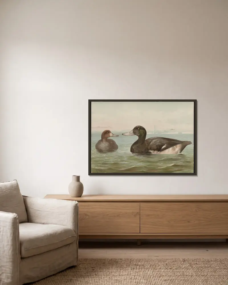 The blue-bill, or scaup duck (Fuligula marila) av Alexander Pope Jr. inramad på en vägg