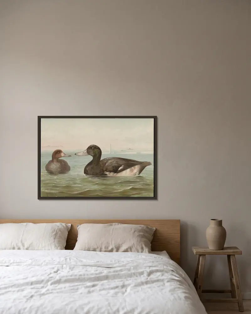 The blue-bill, or scaup duck (Fuligula marila) av Alexander Pope Jr. inramad på en vägg
