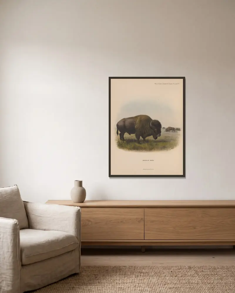 Amerikanischer Bison von Richard Lydekker gerahmt an einer Wand