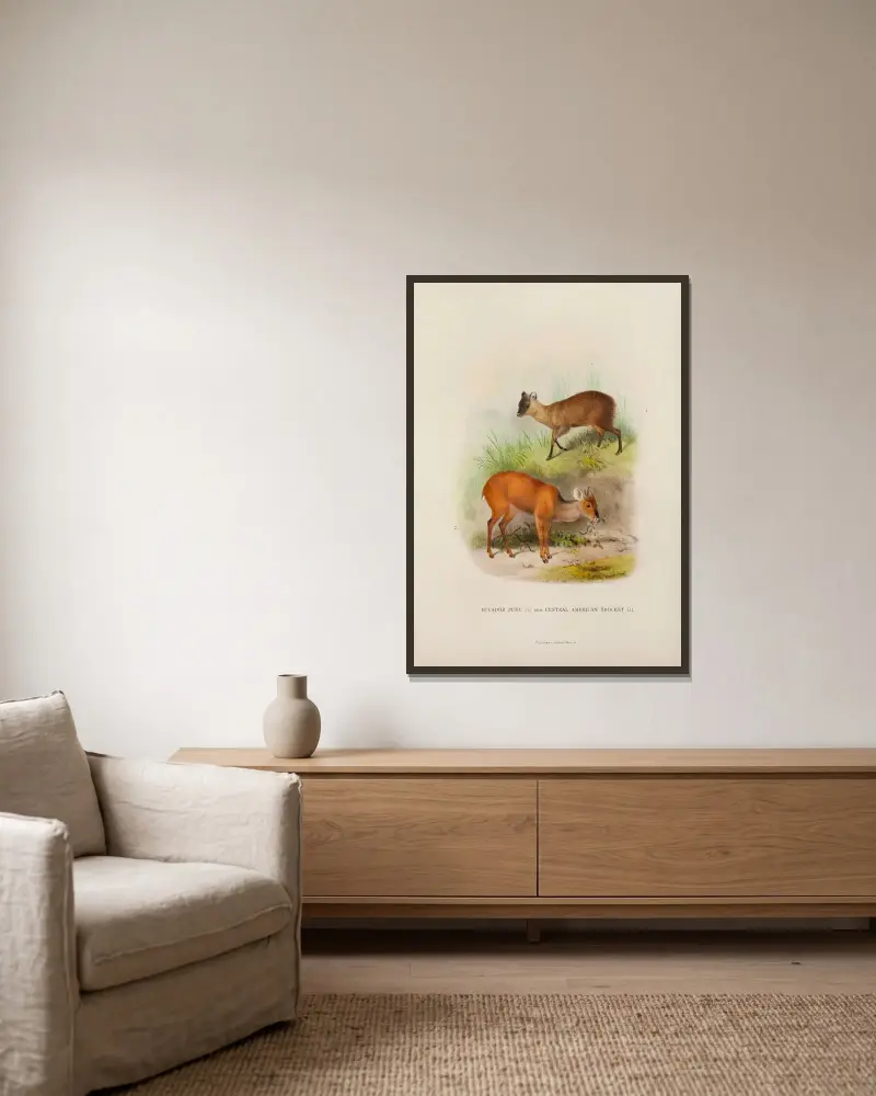 Mittelamerikanischer Spießhirsch und Ecuador-Pudu von Richard Lydekker gerahmt an einer Wand