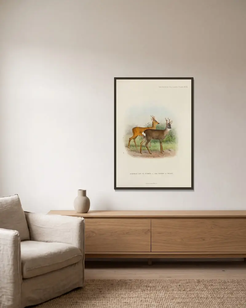 Europäisches Reh von Richard Lydekker gerahmt an einer Wand