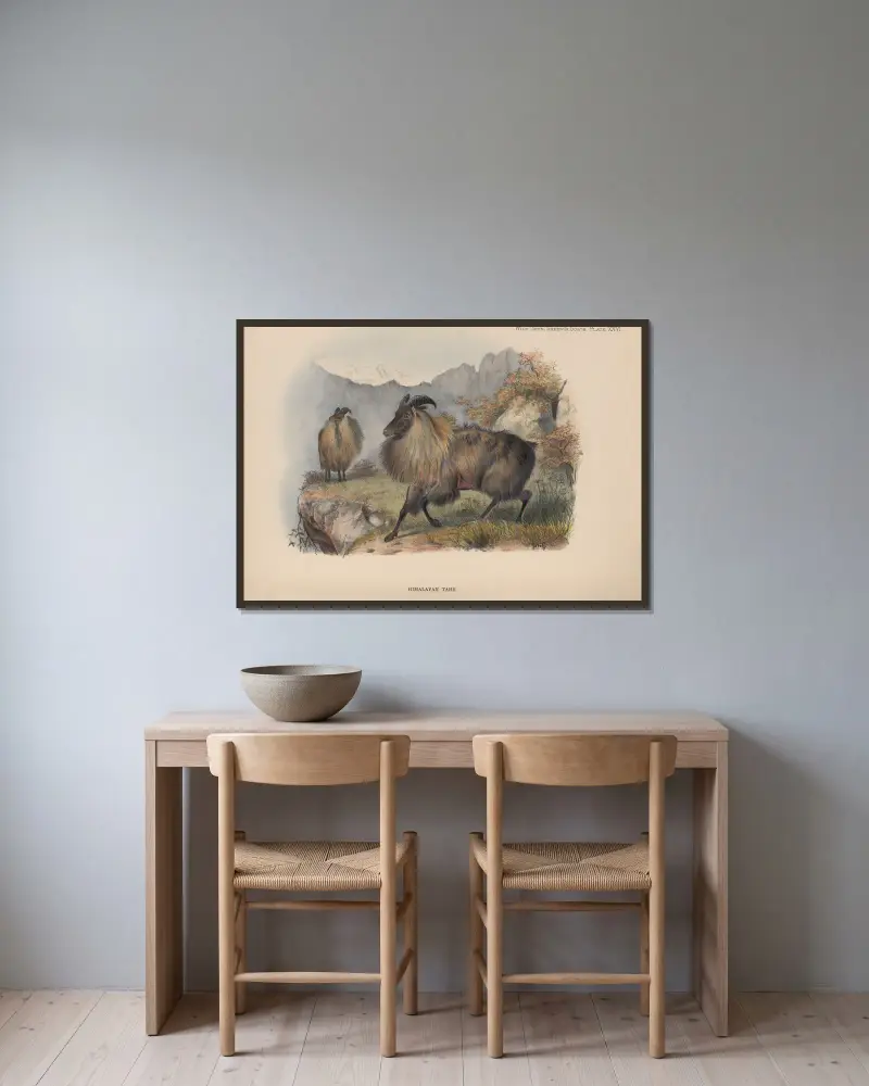 Himalaya-Tahr von Richard Lydekker gerahmt an einer Wand