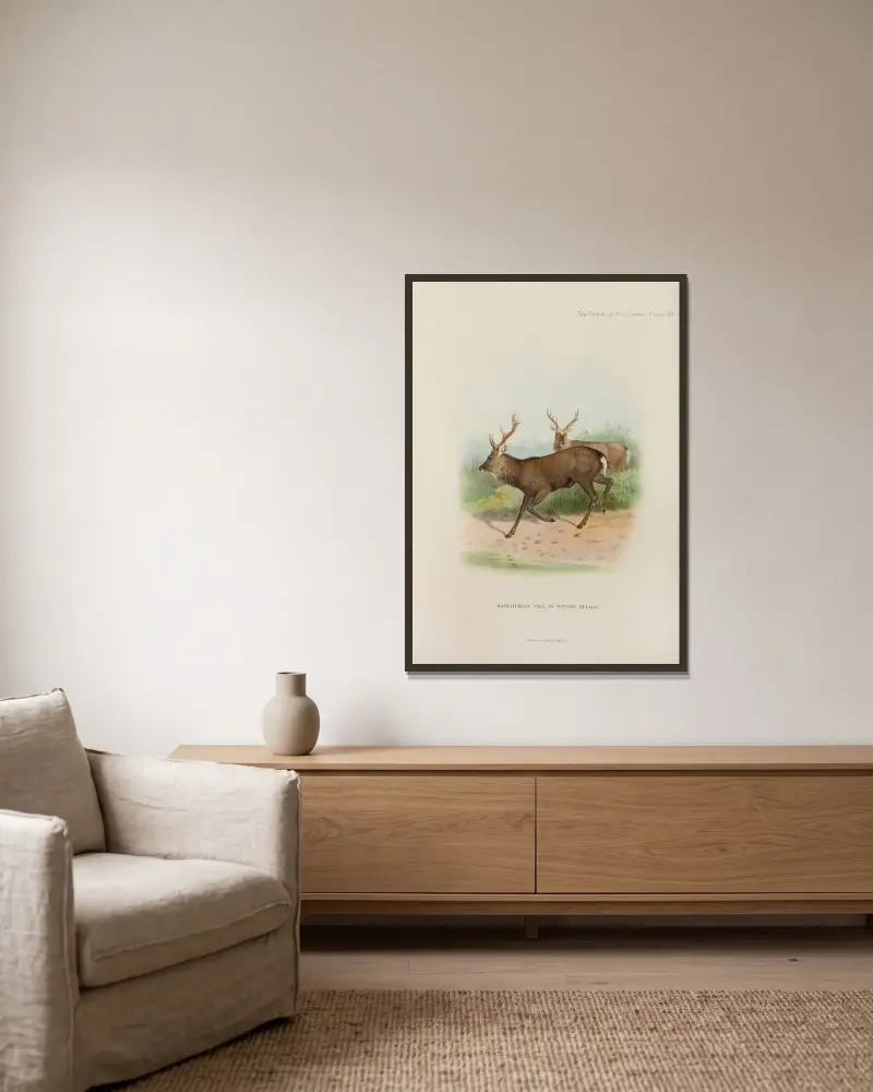 Manchurischer Sikahirsch von Richard Lydekker gerahmt an einer Wand