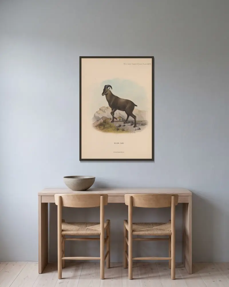 Nilgiri Tahr av Richard Lydekker inramad på en vägg
