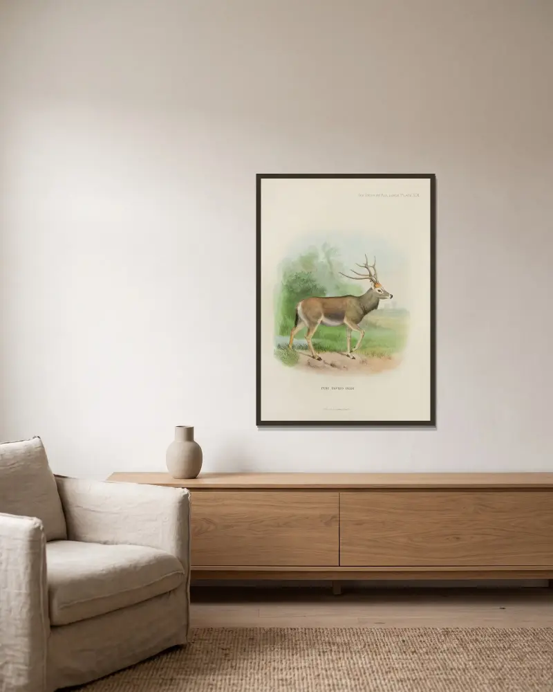 Père-David-Hirsch von Richard Lydekker gerahmt an einer Wand