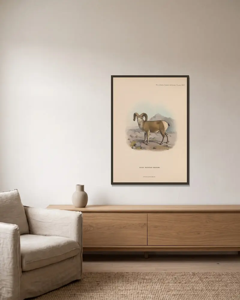 Rocky Mountain Bighorn av Richard Lydekker inramad på en vägg